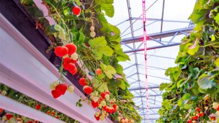 LEDs for Vegetables and Fruits | Philips lighting