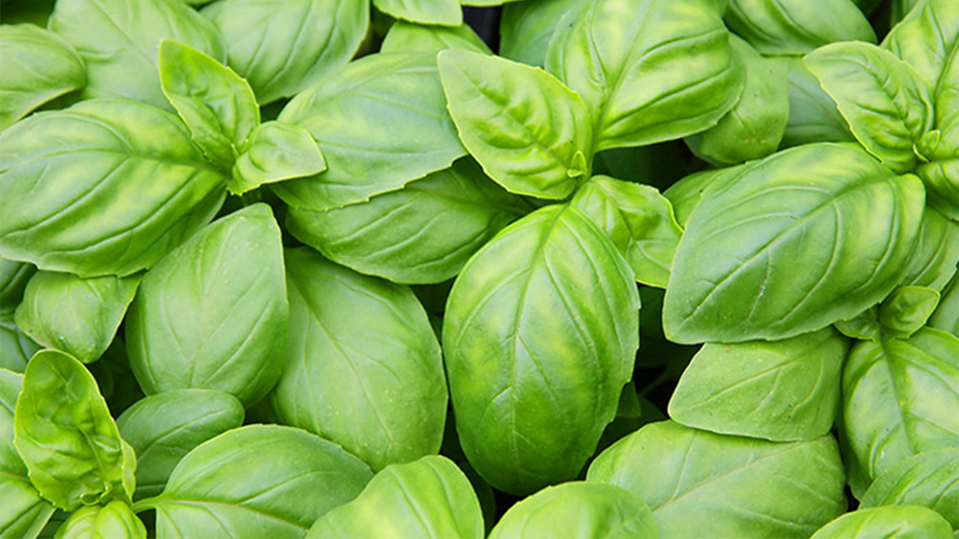 effects-of-temperature-on-basil-growth-some-like-it-hot-philips